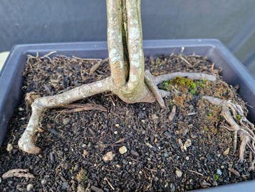 Esdoorn - Hoogte (boom): 50 cm - Diepte (boom): 45 cm -