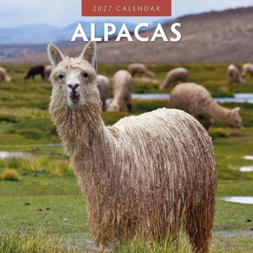 Red Robin Wall Kalender 2027 - Alpacas, Ophalen of Verzenden