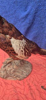 Colchische fazant Taxidermie wandmontage - Phasianus