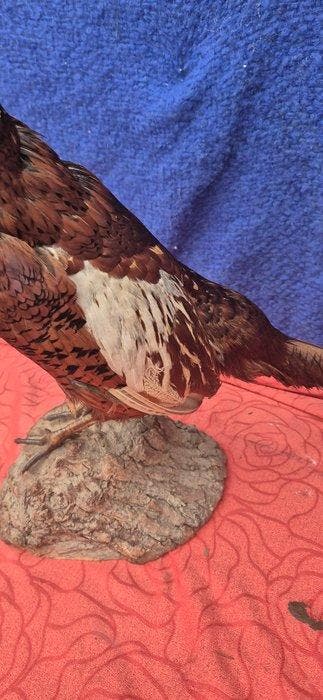 Colchische fazant Taxidermie wandmontage - Phasianus, Collections, Collections Animaux