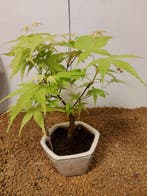 Japanese maple bonsai (Acer palmatum) - Hoogte (boom): 22 cm