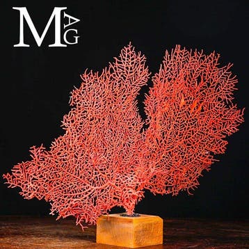 Merveilleux corail gorgone - Gorgone rouge sur socle en bois, Collections, Collections Animaux