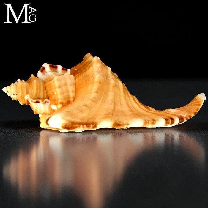 Prachtig Cymatidae - Cymatium Raderi. - Hoogte: 205 mm -, Verzamelen, Mineralen en Fossielen