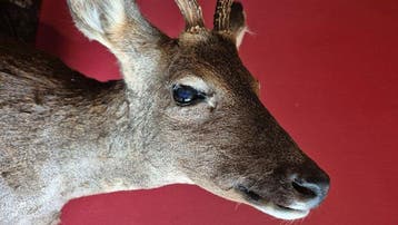 Chevreuil Support de corps entier pour taxidermie -, Nieuw