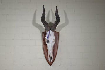Hartebeest skull Schedel - Alcelaphus buselaphus - 33 cm -, Nieuw