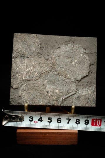 Crinoide - Gefossiliseerde plant - Crinoidea - 9 cm - 8 cm