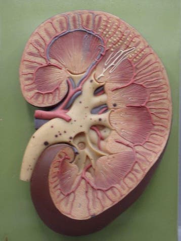 Anatomisch model - Plastic - 1970-1980 - Model van een nier