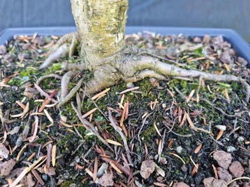 Pruche - Hauteur (arbre) : 50 cm - Profondeur (arbre) : 47