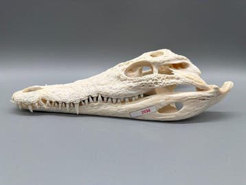 Nijlkrokodil Schedel van een reptiel - Crocodylus niloticus