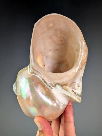 Coquille de Turbo marmoratus - polie Coquillage marin -, Verzamelen, Dierenverzamelingen, Nieuw