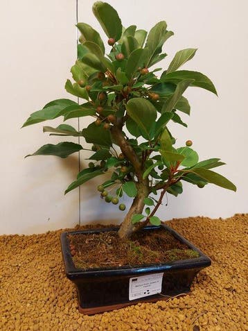 Malus domestica - Hoogte (boom): 35 cm - Diepte (boom): 23