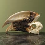 Witpootneushoornvogel M Schedel, Ophalen of Verzenden, Opgezet dier
