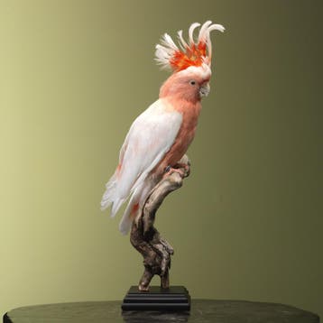 Incakaketoe Taxidermie Opgezette Dieren By Max, Ophalen of Verzenden, Nieuw, Vogel, Opgezet dier