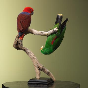 Molukse Edelpapegaai Koppel, Ophalen of Verzenden, Nieuw, Vogel, Opgezet dier