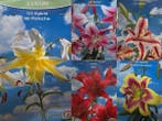 Veiling - Mooie mix Lelies diverse zomerse kleuren van 25+ l, Tuin en Terras