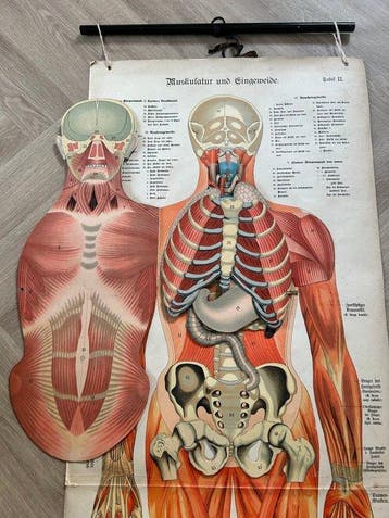 J.F. Schreiber Verlag - Schreibers Anatomische Wandtafeln