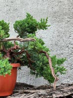 Jeneverbes bonsai (Juniperus) - Hoogte (boom): 20 cm -