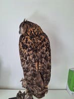 Europese oehoe Taxidermie volledige montage - Prachtige, Nieuw