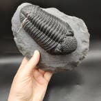 Grote trilobiet - Gefossiliseerd dier - Drotops, Verzamelen, Mineralen en Fossielen