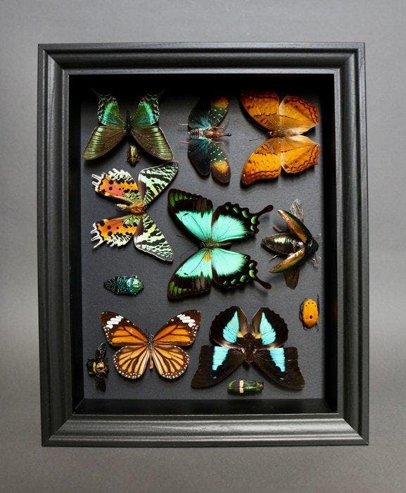 Papillon Support de corps entier pour taxidermie - Papilio, Antiquités & Art, Curiosités & Brocante