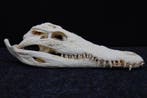 Large Nile Crocodile Schedel - Crocodylus niloticus (with, Verzamelen, Dierenverzamelingen, Nieuw