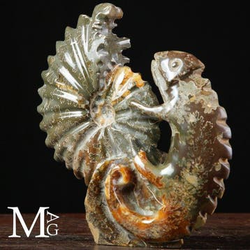 Fossiele Sculptuur Uitgehouwen Cleoniceras-ammoniet met