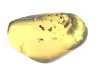 Ambre de Birmanie - Ambre - 10 Burmese Amber Pieces with