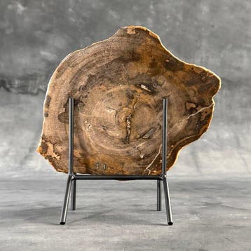 C - Prachtige grote plak versteend hout op een maatwerk