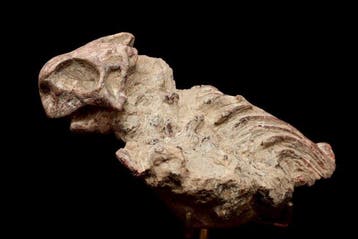 Dinosaurus - Gefossiliseerd dier - Psittacosaurus - 15.2 cm, Verzamelen