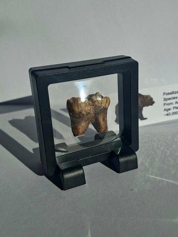 Ours des cavernes - Molaire fossile - Ursus spelaeus (Sans
