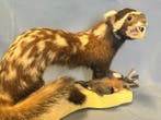 gemarmerde das Taxidermie volledige montage - Vormela, Verzamelen, Nieuw