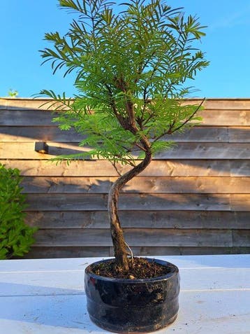 metasequoia bonsai in bonsaischaal - Hoogte (boom): 30 cm -, Antiek en Kunst