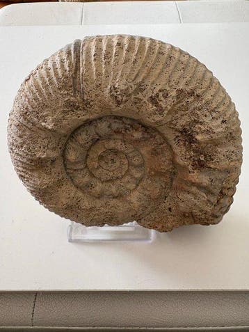 Ammoniet - Gefossiliseerde schelp - 12.5 cm - 15 cm (Zonder, Verzamelen