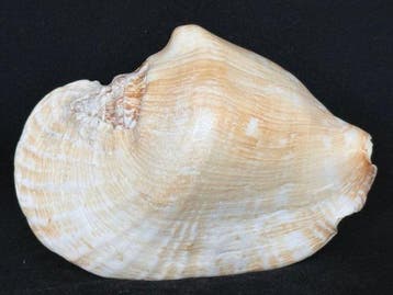 Zeeslak Zeeschelp - S-559 STROMBUS LATISSIMUS (Zonder