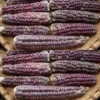 Zea Siermais Mandan Rood Clay Lavender Mandan, Nieuw