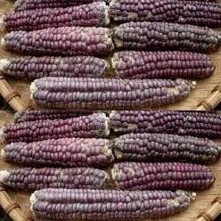 Zea Siermais Mandan Rood Clay Lavender Mandan, Hobby en Vrije tijd, Knutselen, Nieuw