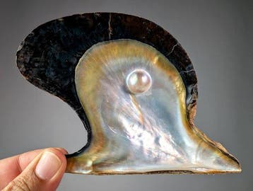 Huître ailée du pingouin avec perle Coquillage marin -, Collections