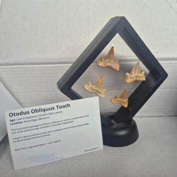 Otodus - Dent fossile - Mooie collectie fossiele tanden -, Verzamelen