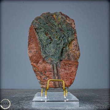 Fossile remarquable dune crinoïde fossile - Crinoïde,, Collections
