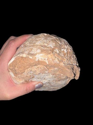 schild van een schildpad - Gefossiliseerd dier -