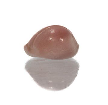 Rareté au format miniature : pourquoi la Triviella phalaera,