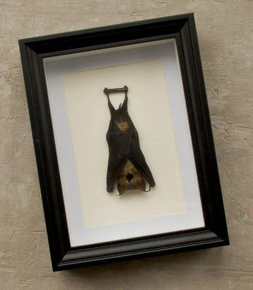 Vleermuis Taxidermie volledige montage - Otomops formosus -