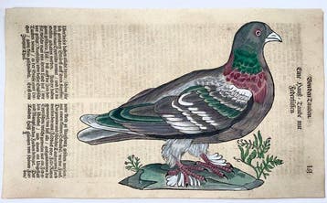 Conrad Gessner [1516-1565]; folio with woodcut -