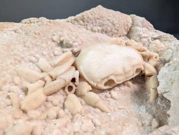 Crabe fossile cristallisé dans une matrice carbonatée –