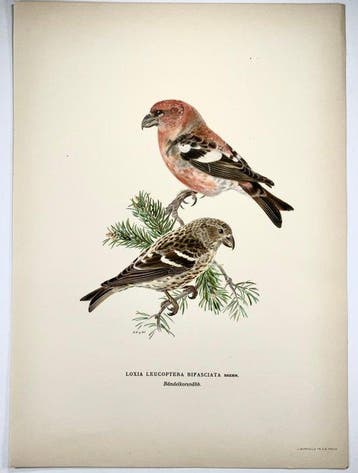 Von Wright brothers & Bror Halberg - Lot of 15 lithographic
