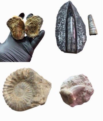 Verzameling fossielen - Gefossiliseerd dier (Zonder, Verzamelen