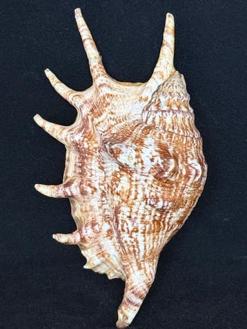 Escargot de mer Coquillage marin - S-248 LAMBIS LAMBIS (Sans, Antiek en Kunst