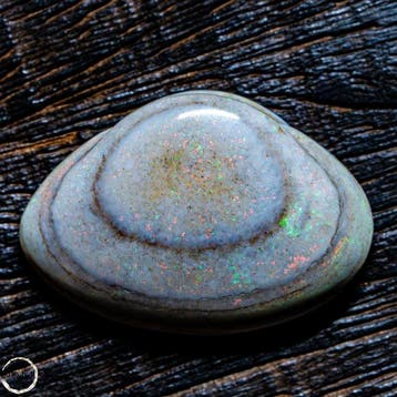 Fossile dopale de coquillage australien naturel rare 28,35, Verzamelen