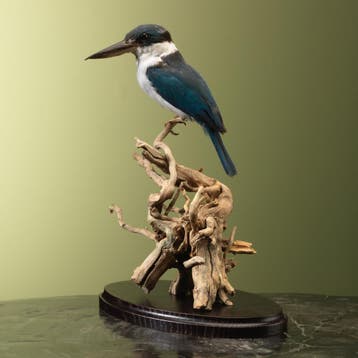 Witkraagijsvogel Taxidermie Opgezette Dieren By Max, Verzamelen, Ophalen of Verzenden, Nieuw, Vogel, Opgezet dier