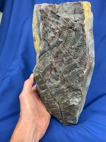 mooie grote zeer zeldzame 3D-plantenfossiel uit het